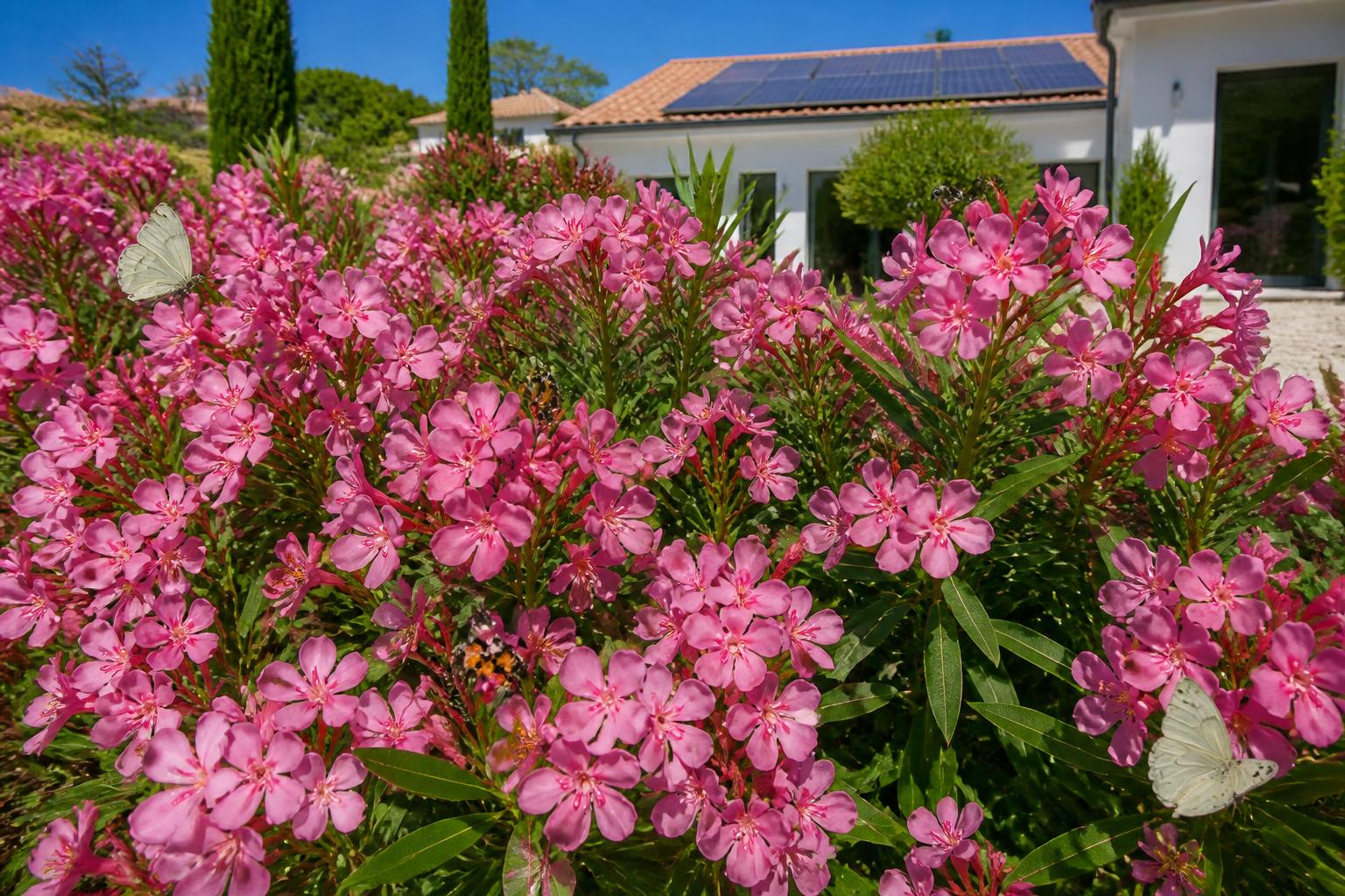 Haie laurier rose : structurer son jardin tout en favorisant la biodiversité locale 2 découvrez comment une haie de laurier rose peut structurer votre jardin tout en soutenant la biodiversité locale grùce à ses avantages écologiques et esthétiques.