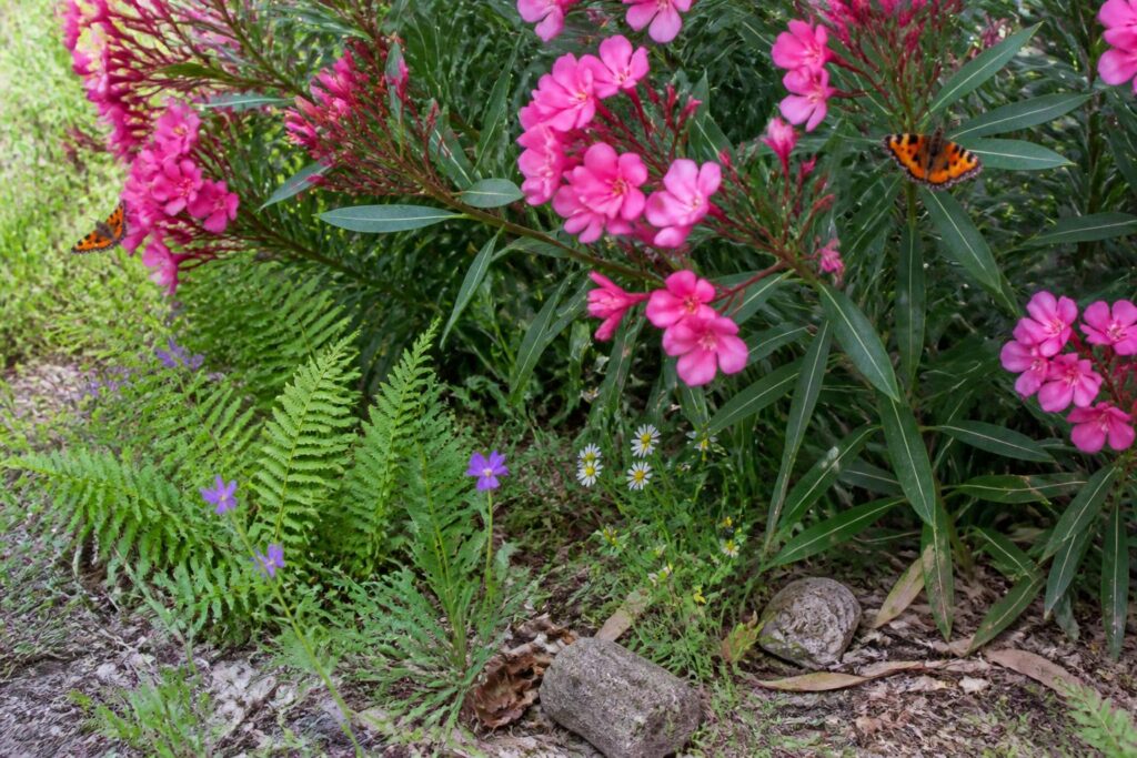 découvrez comment structurer votre jardin avec une haie de laurier rose tout en favorisant la biodiversité locale grâce à des conseils pratiques et écologiques.