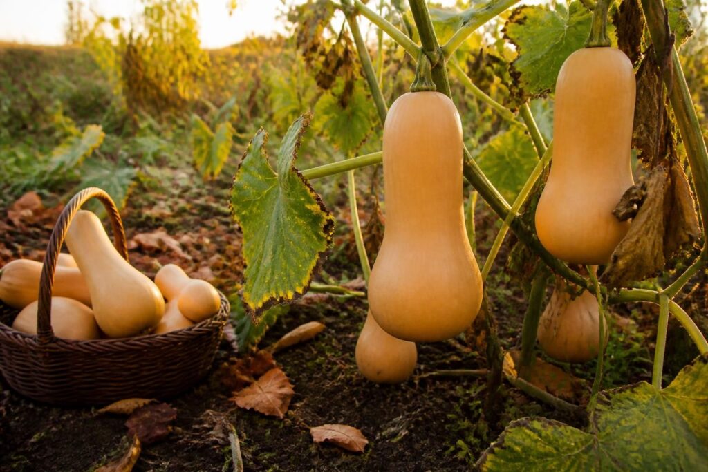 découvrez quand ramasser les butternut en repérant les signes de maturité essentiels pour une récolte optimale et une conservation réussie sans perte.