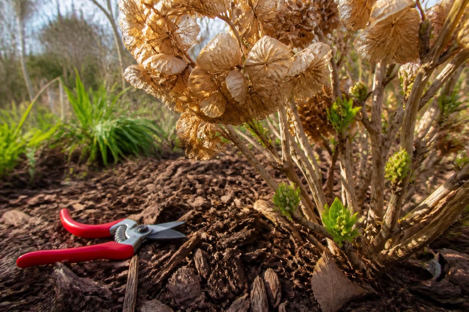 découvrez comment tailler vos hortensias correctement pour assurer une floraison magnifique sans endommager les bourgeons. suivez notre guide essentiel pour une taille réussie et des fleurs abondantes.