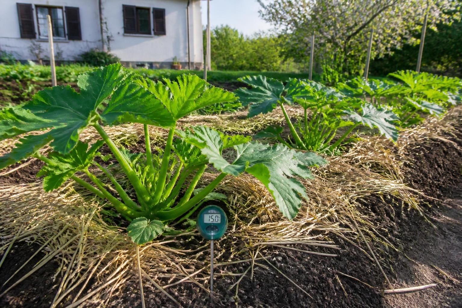 découvrez le guide complet du jardinier pour savoir quand planter vos courgettes et assurer une récolte abondante et savoureuse tout au long de la saison.