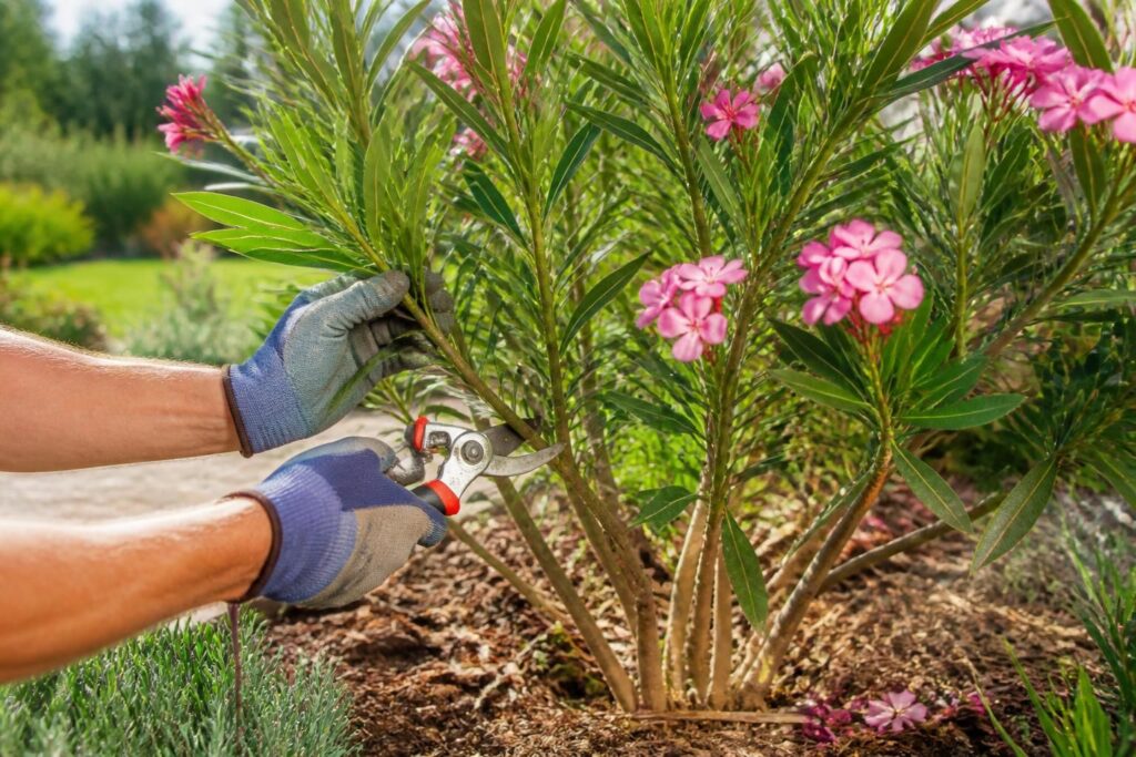 apprenez à tailler votre laurier rose en pleine terre efficacement et sans stress pour la plante grâce à notre guide pratique détaillé.