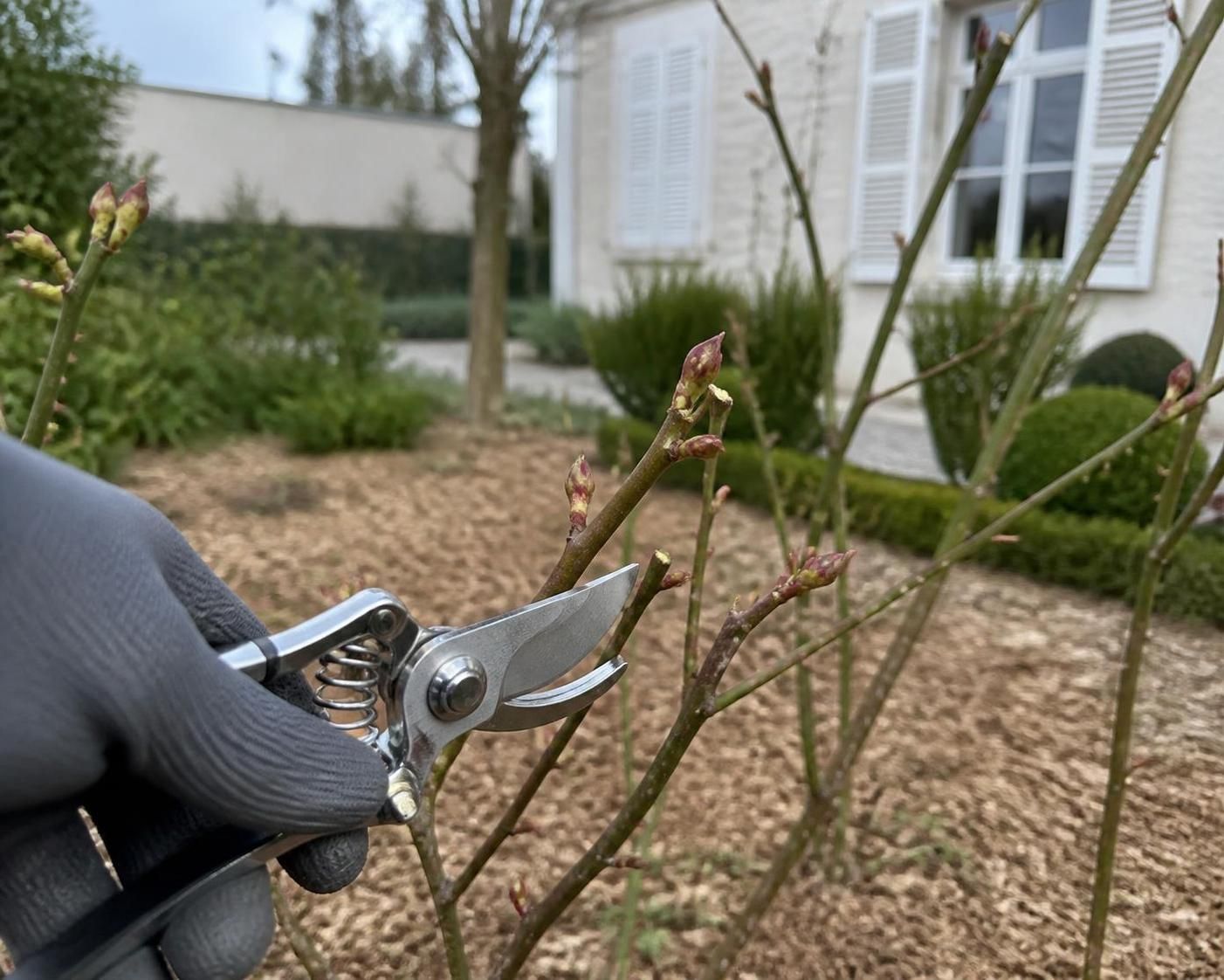 découvrez notre guide pratique pour tailler vos rosiers efficacement avec un calendrier adapté à chaque variété, afin de favoriser une floraison abondante et saine.