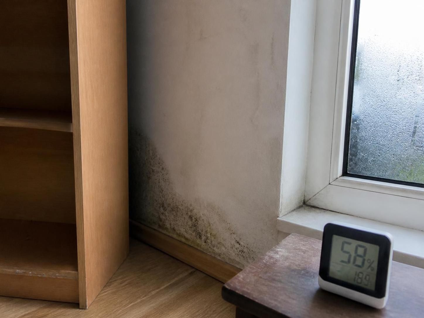 Moisissures sur murs en plâtre : diagnostic, origines, méthodes de nettoyage et conseils de prévention 2 découvrez comment identifier et traiter les moisissures sur les murs en plâtre. diagnostic, causes, méthodes efficaces de nettoyage et conseils pratiques pour prévenir leur réapparition.