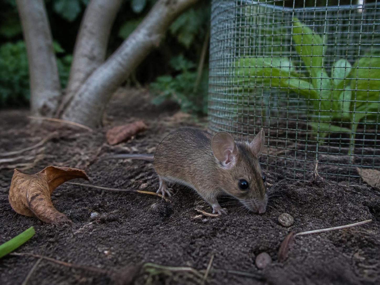 Mulots à la maison et au jardin : leur régime alimentaire et les astuces pour prévenir une invasion 2 découvrez le régime alimentaire des mulots et apprenez des astuces efficaces pour prévenir leur invasion dans votre maison et votre jardin.